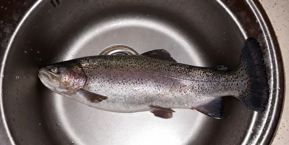 Large rainbow trout catch