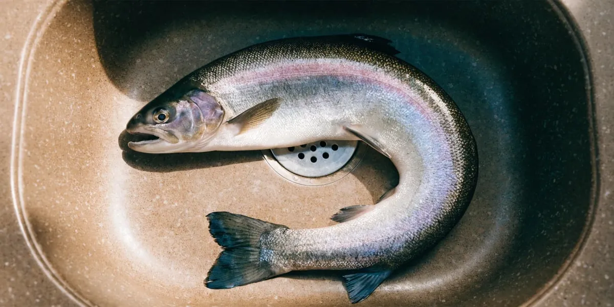 Rainbow trout laid out after a catch